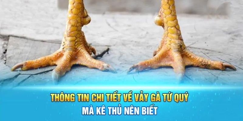 Thế nào được gọi là vảy gà tứ quý?