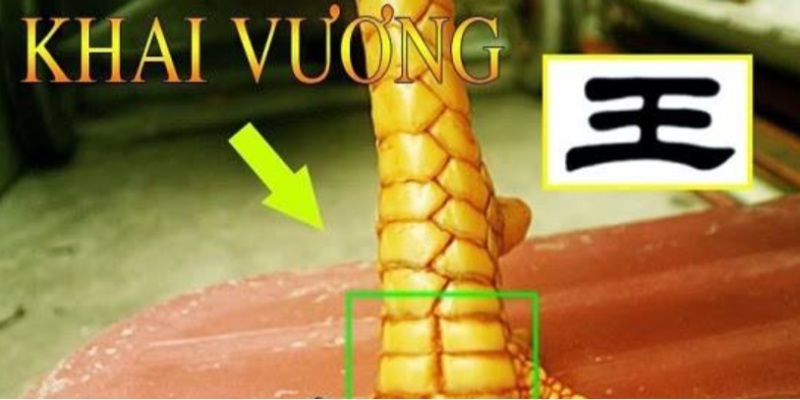 Hướng dẫn phân biệt đặc điểm vảy Khai Vương ở gà