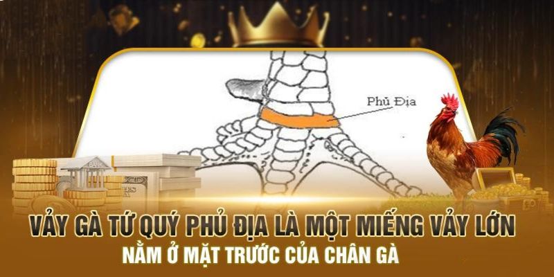 Dấu hiệu nhận biết loại vảy tứ quý phủ địa ở gà