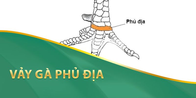 Vảy gà Tứ Quý Phủ Địa